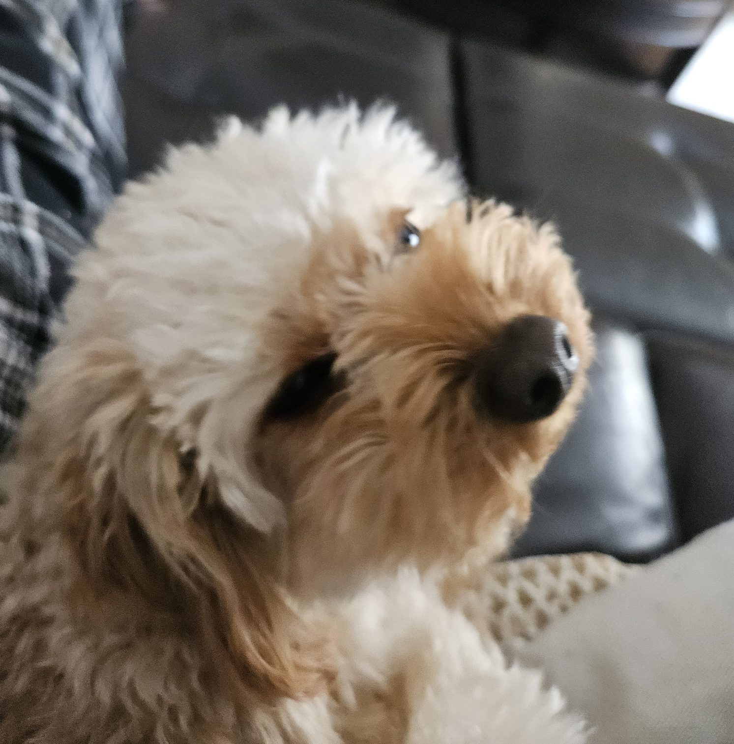 Snickers